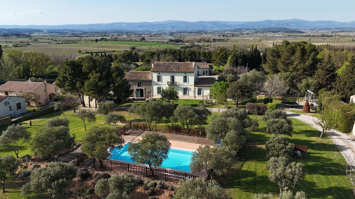 Olive Tree